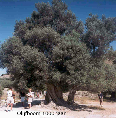 olijfboom